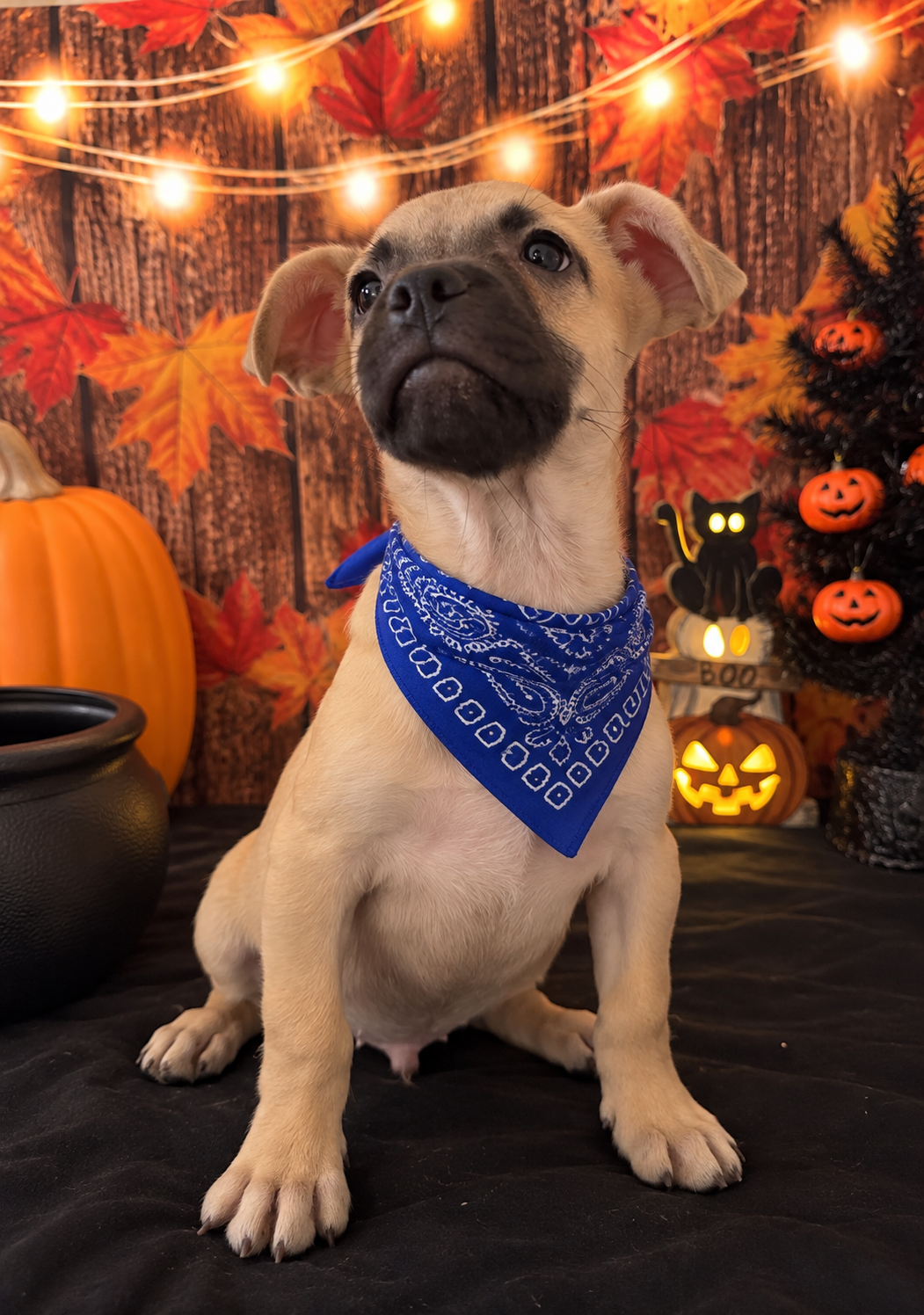 Frenchie Dachshund “French Bull Weenie” Boy image 2