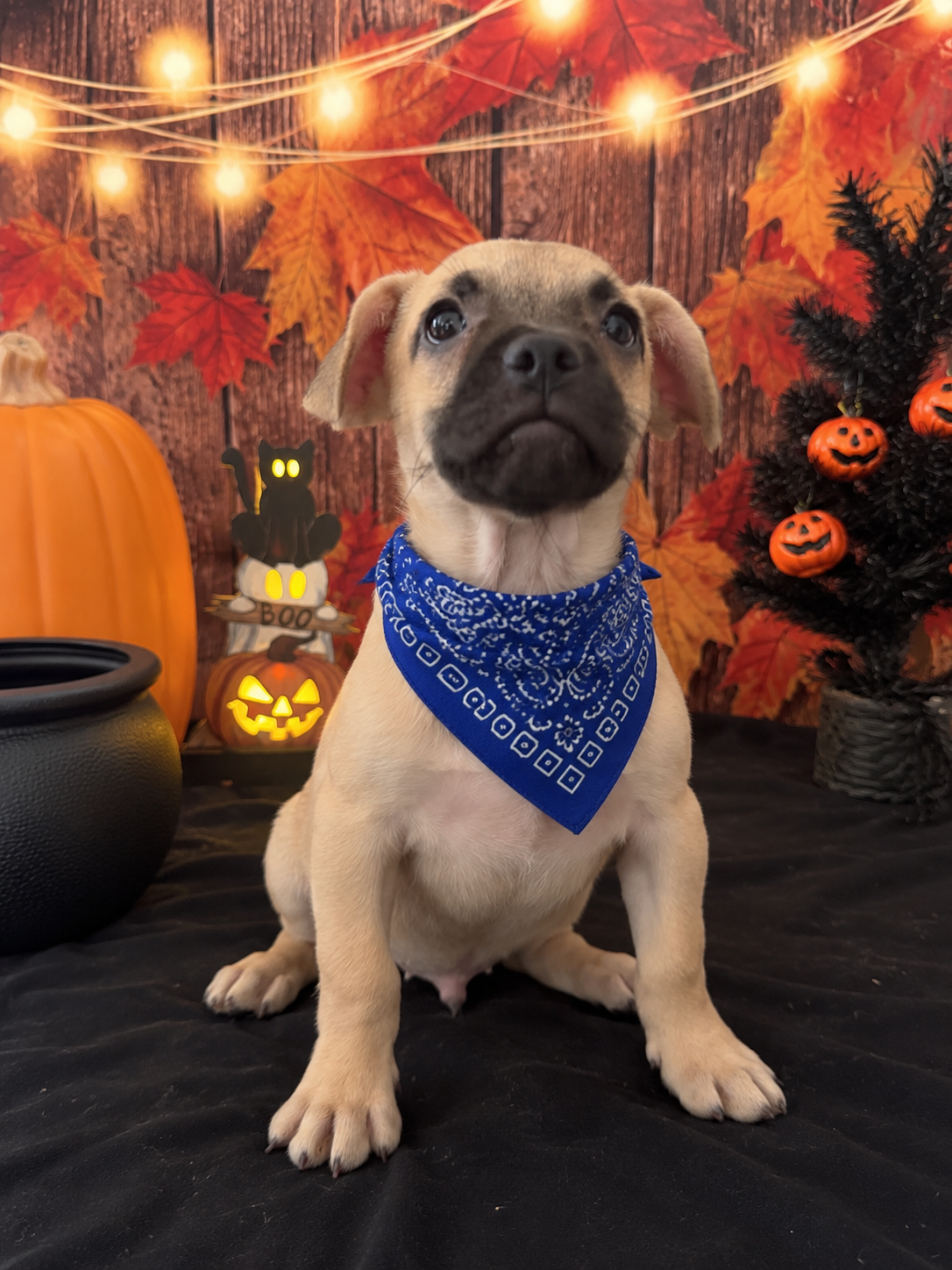 Frenchie Dachshund “French Bull Weenie” Boy image 3
