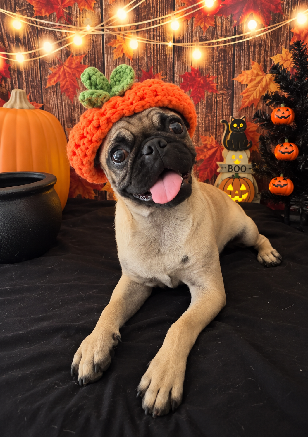 Pug girl sweet baby image 1