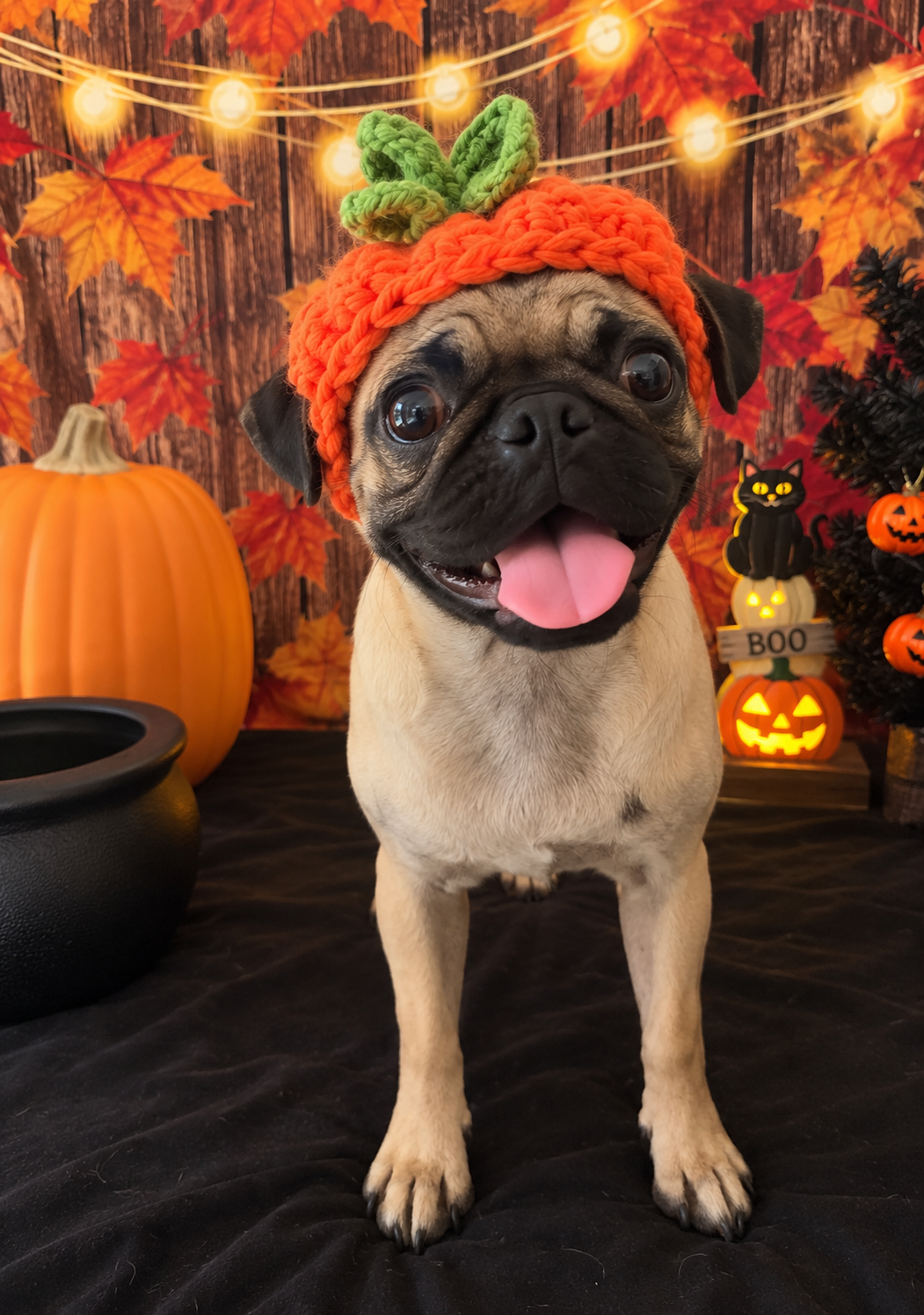 Pug girl sweet baby image 3