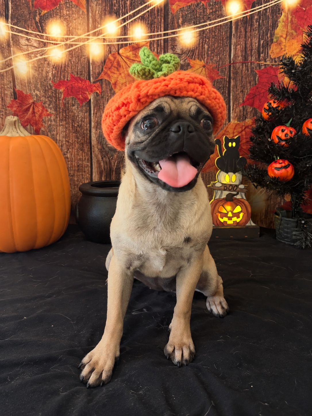 Pug girl sweet baby image 2