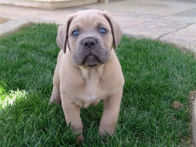 Dog image 1