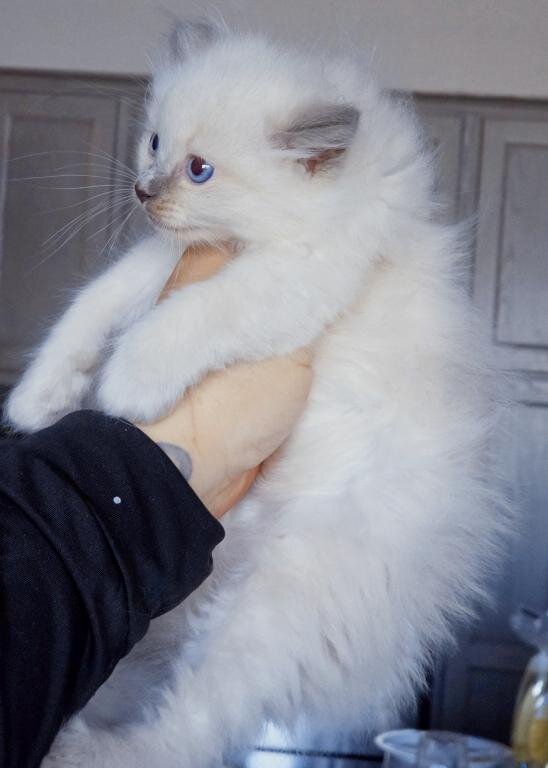 Pure Ragdoll Kittens males and females ready image 2
