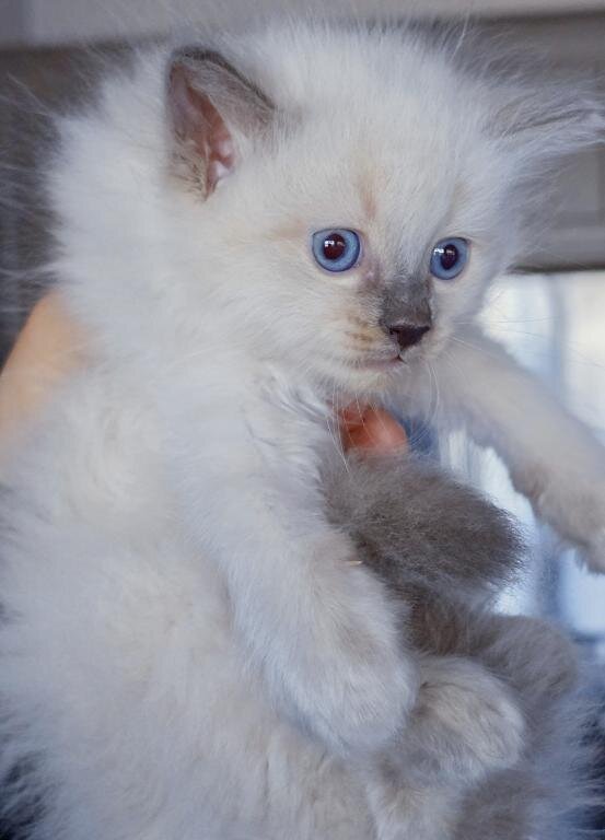 Pure Ragdoll Kittens males and females ready image 3