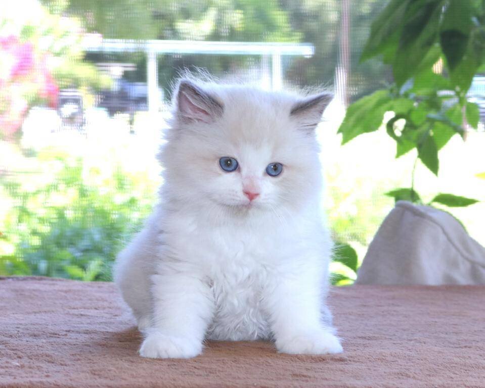 Pure Ragdoll Kittens males and females ready image 1
