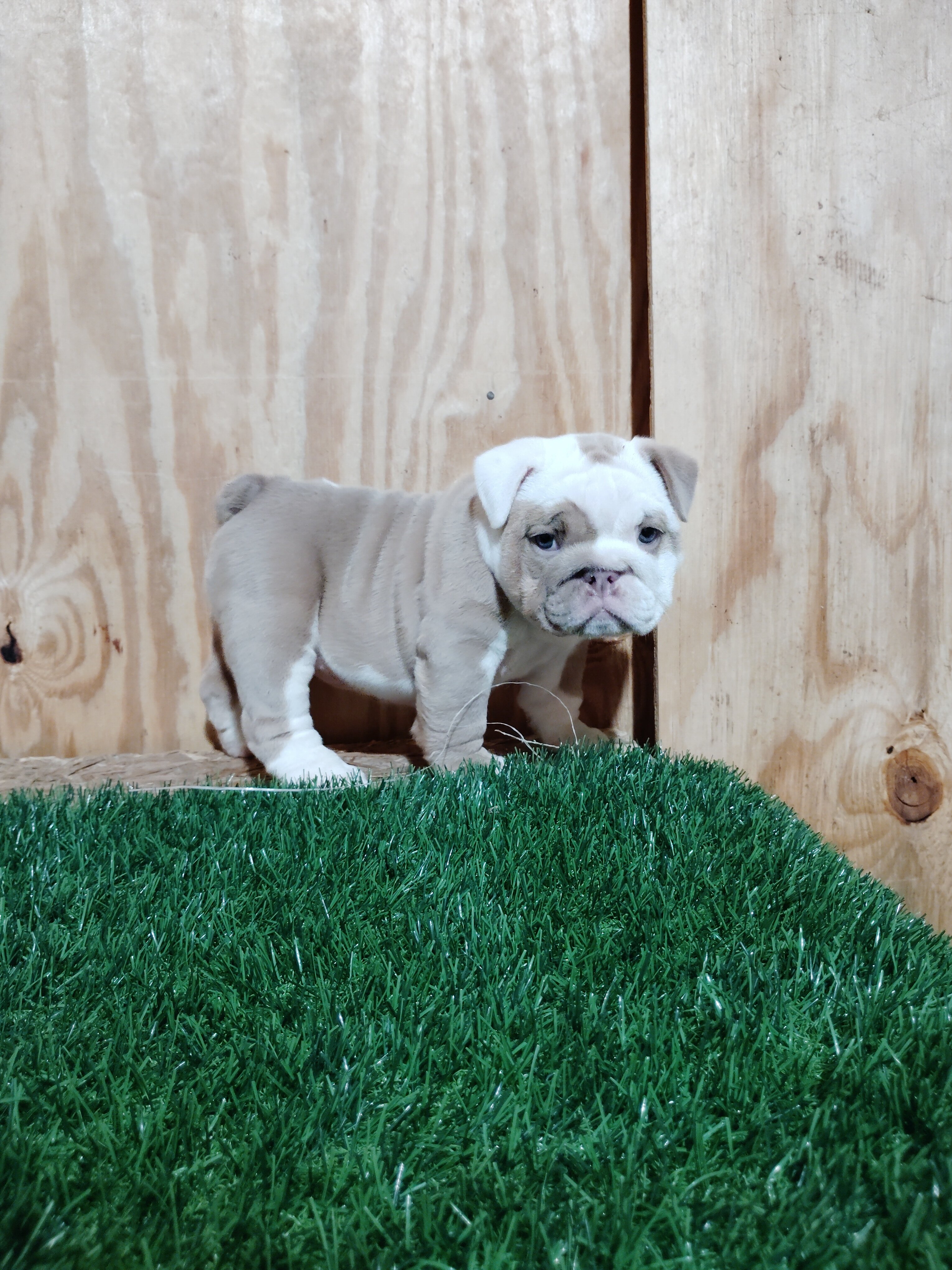 English Bulldog Pup and Adults image 1