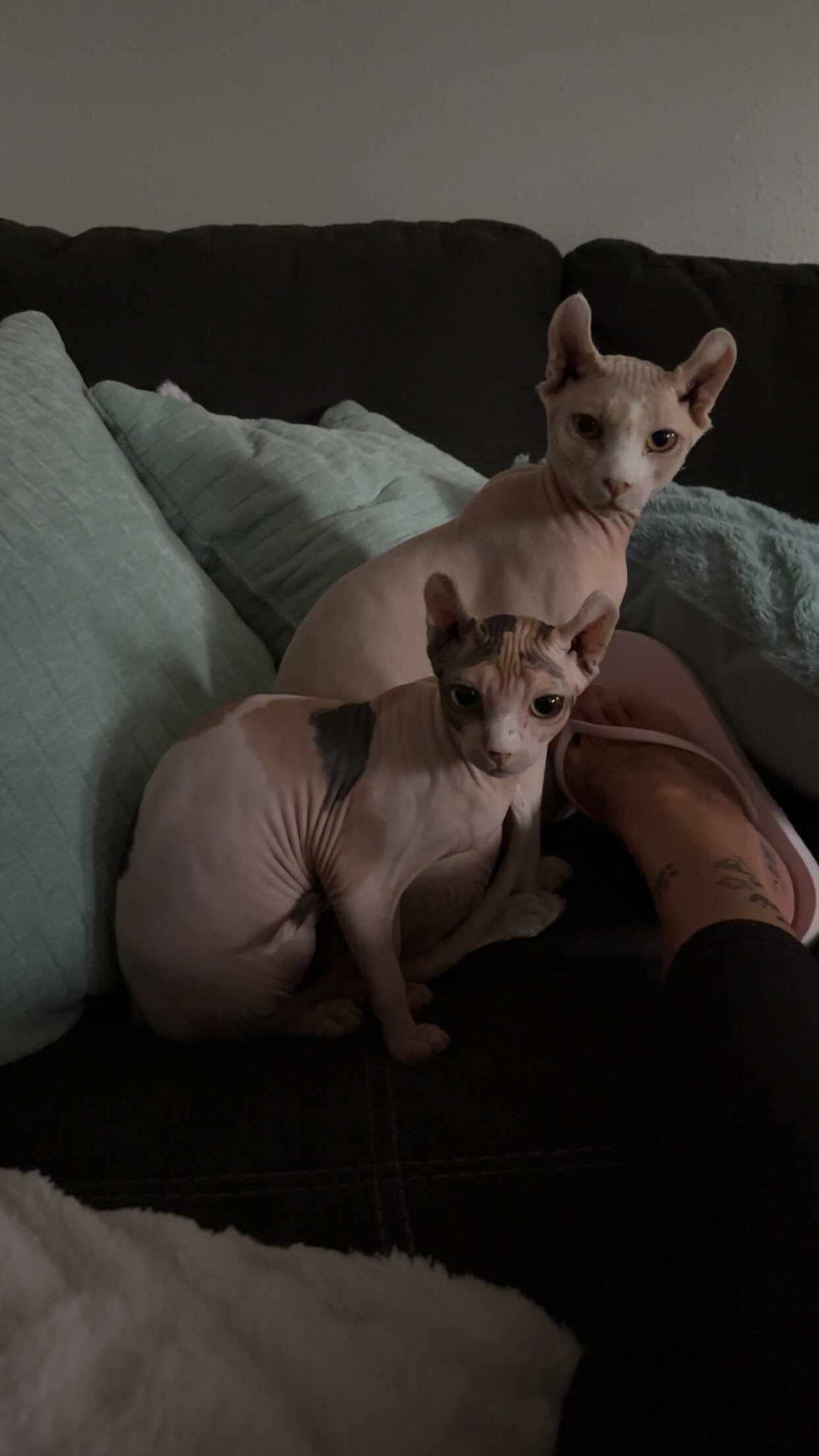 Sphynx cats image 1