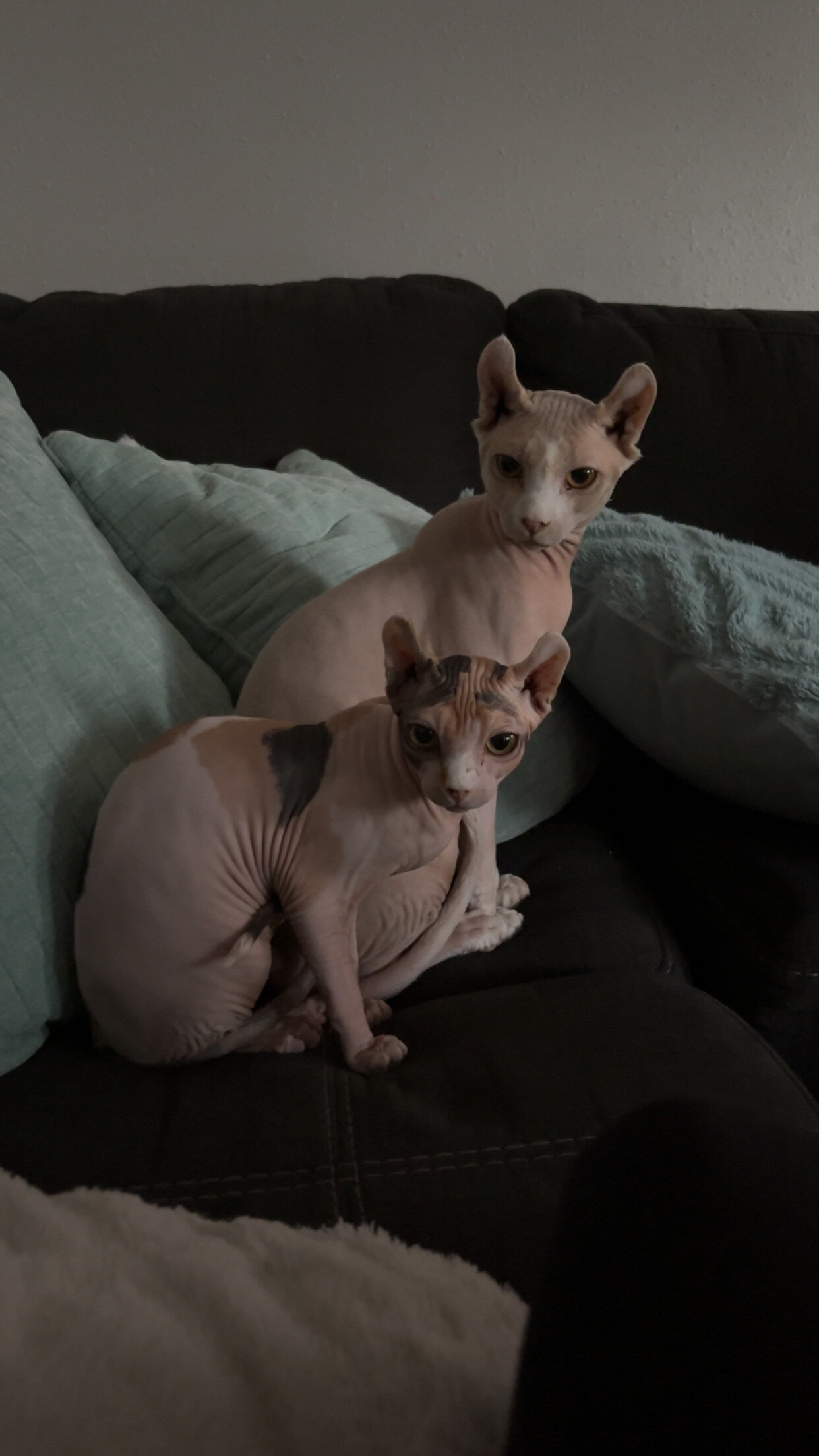 Sphynx cats image 2