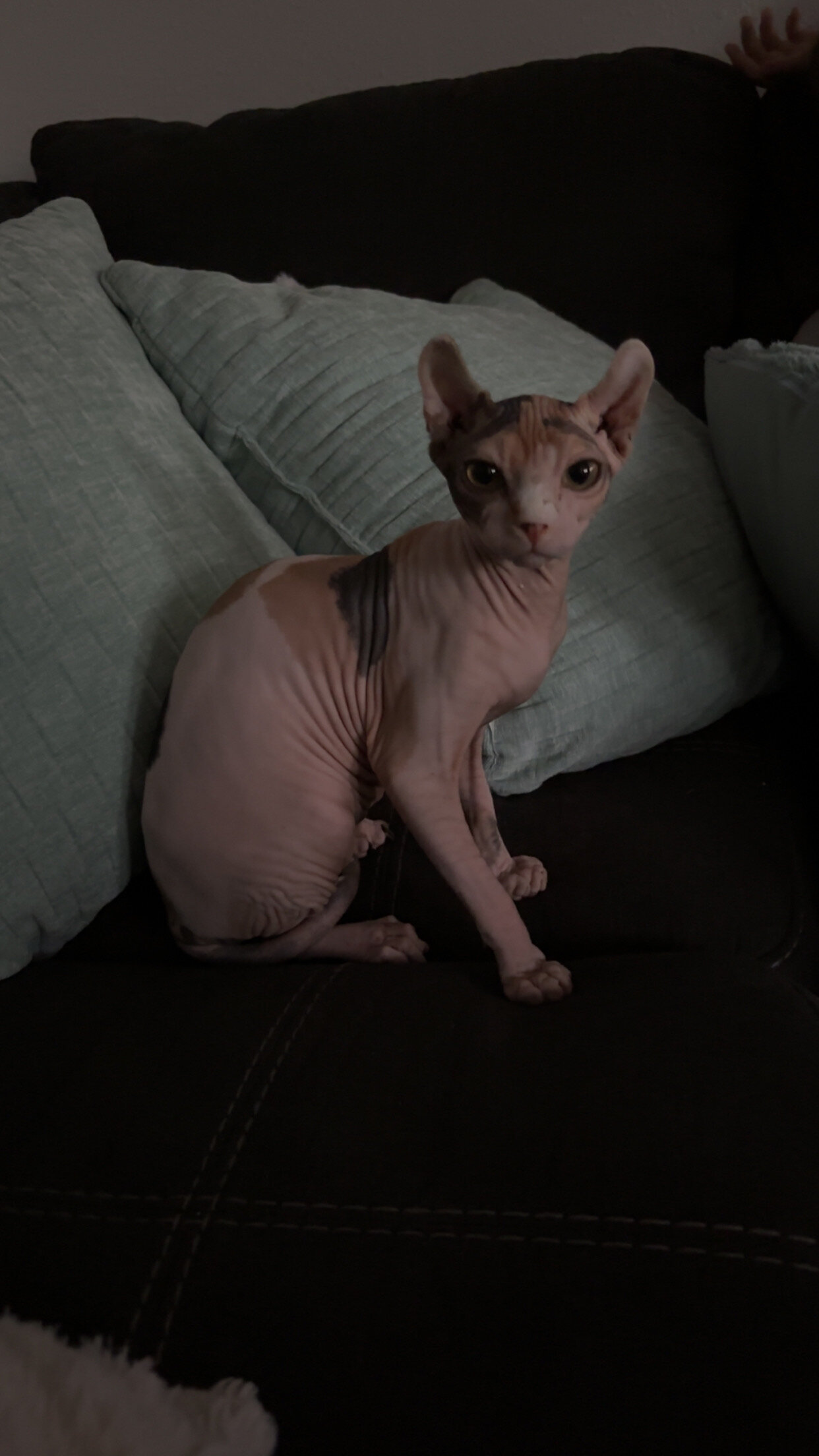 Sphynx cats image 3