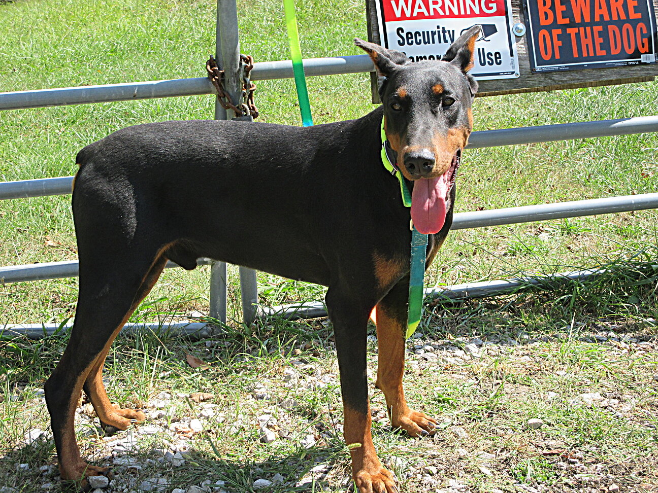 PUPPY image 7