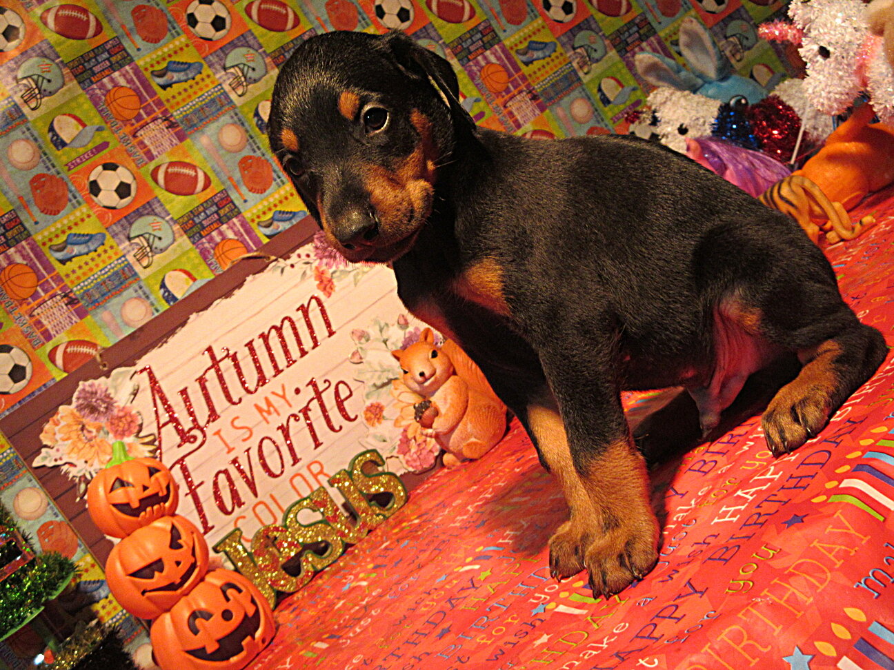 PUPPY image 5