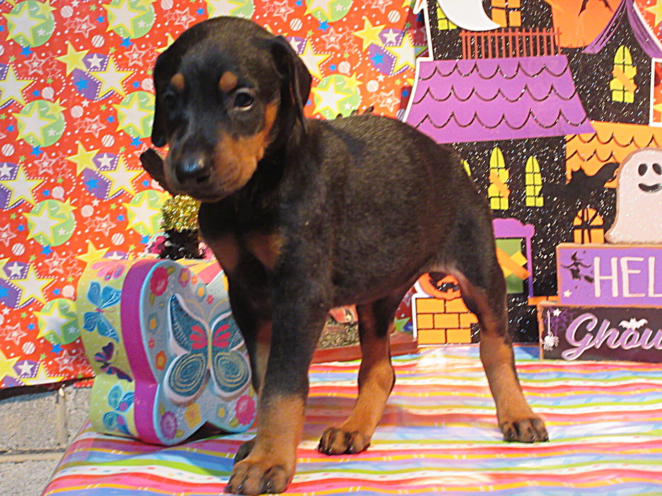 PUPPY image 1