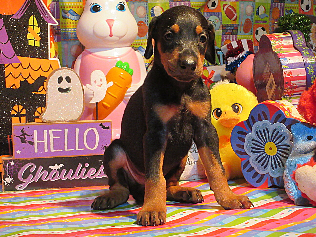 PUPPY image 3