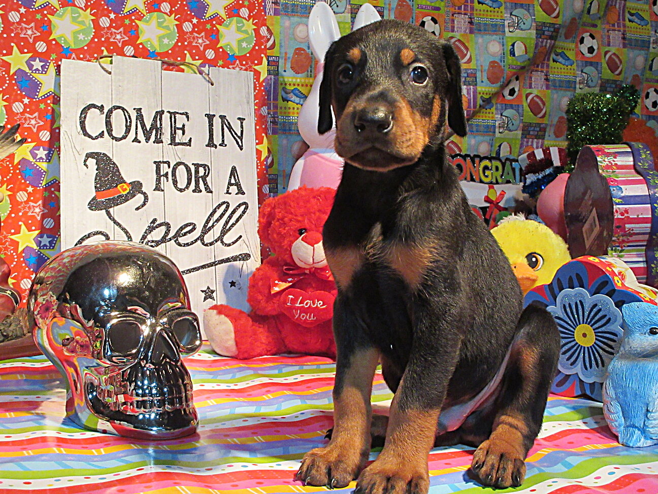 PUPPY image 4