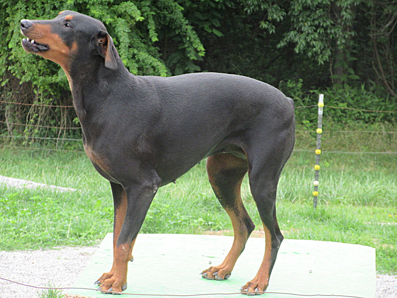 PUPPY image 9