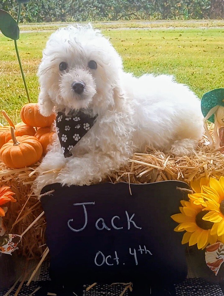 Bichon Frise "Jack" image 1