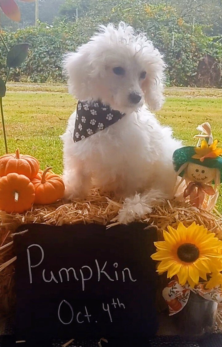 Bishon Frise -Pumkin image 1