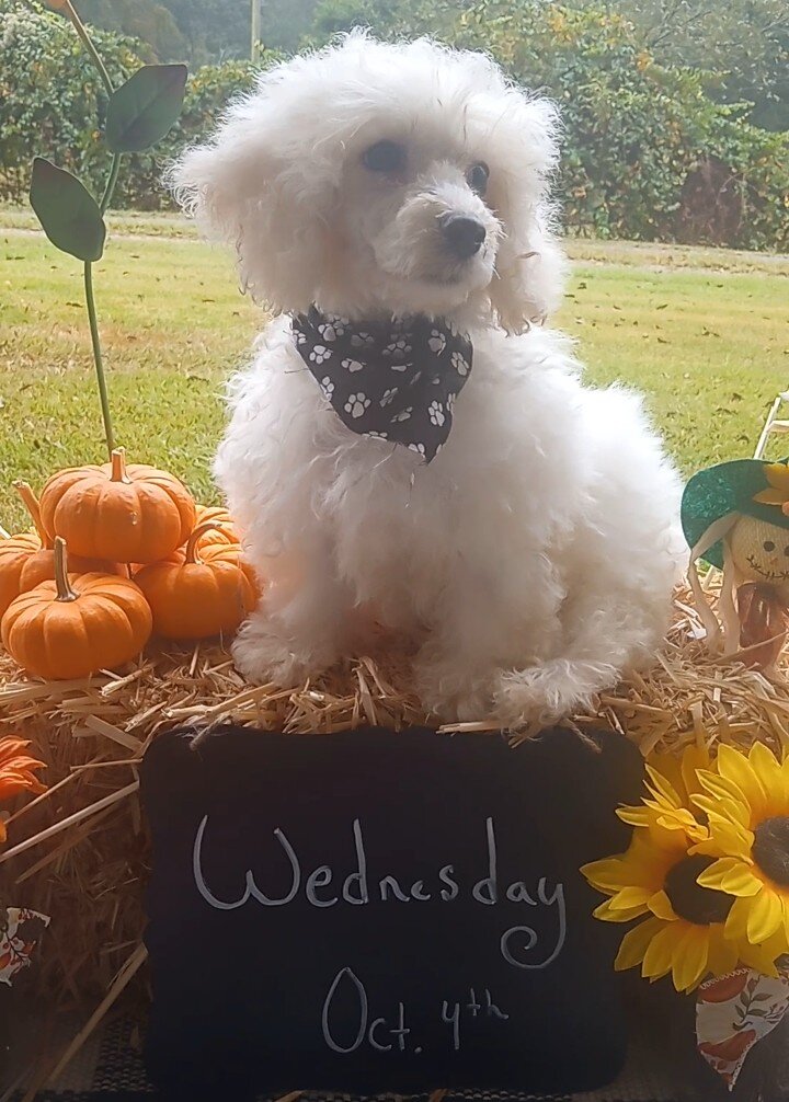Bishon Frise image 1