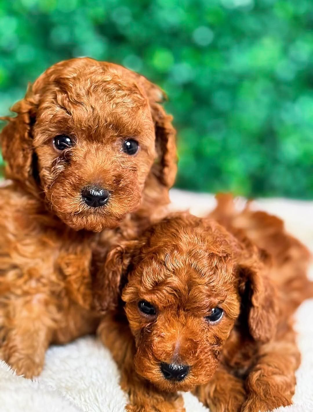 Poodle Puppies available image 1
