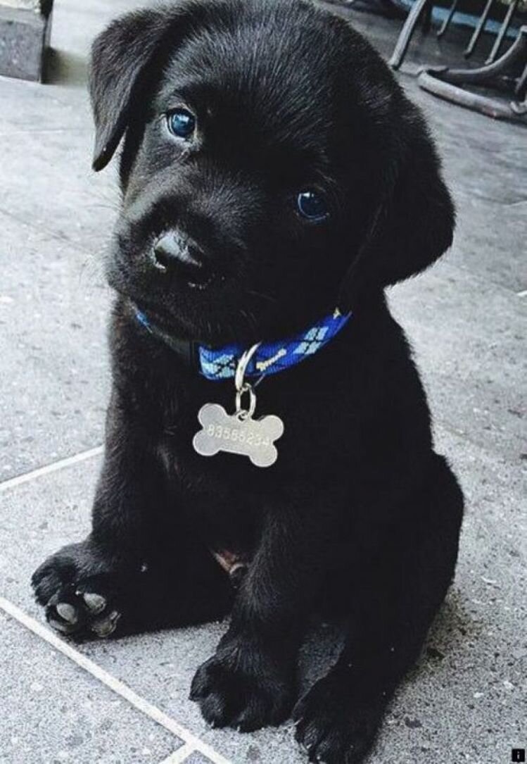 Labrador Puppies Available image 1