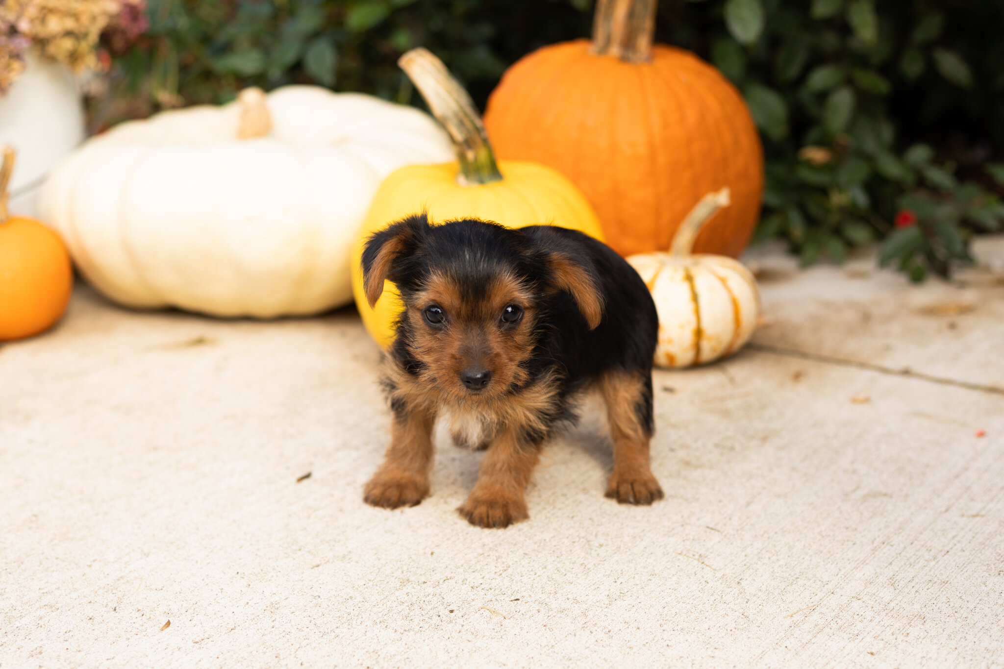AKC yorkie male puppy in Indiana (Jonni) image 3
