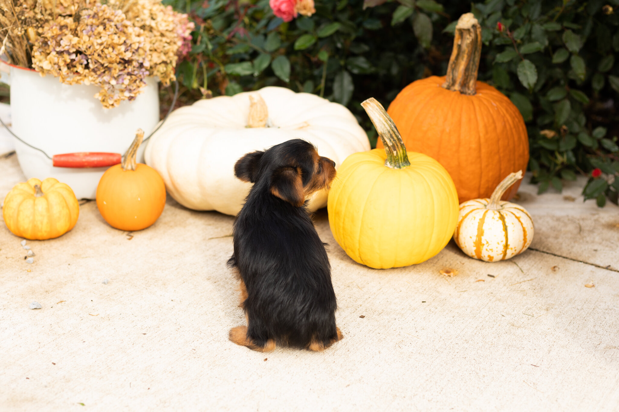 AKC yorkie male puppy in Indiana (Jonni) image 4
