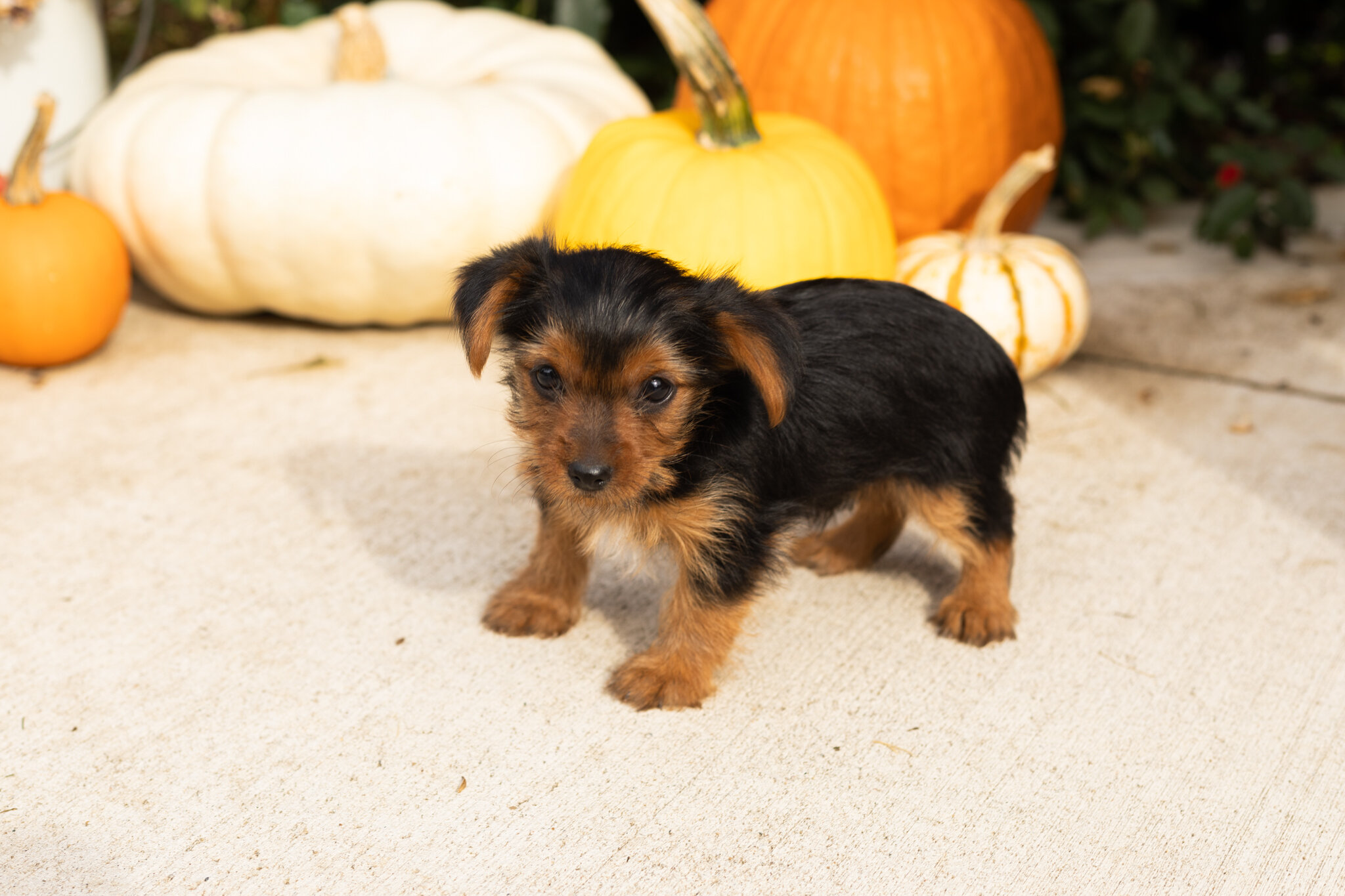 AKC yorkie male puppy in Indiana (Jonni) image 2