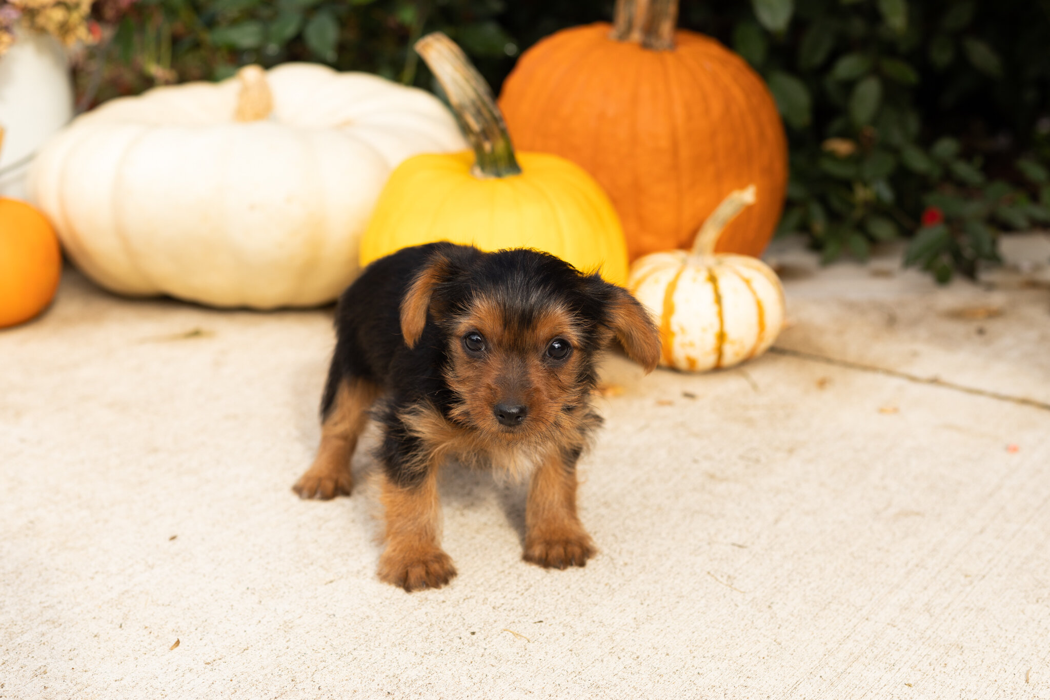 AKC yorkie male puppy in Indiana (Jonni) image 5