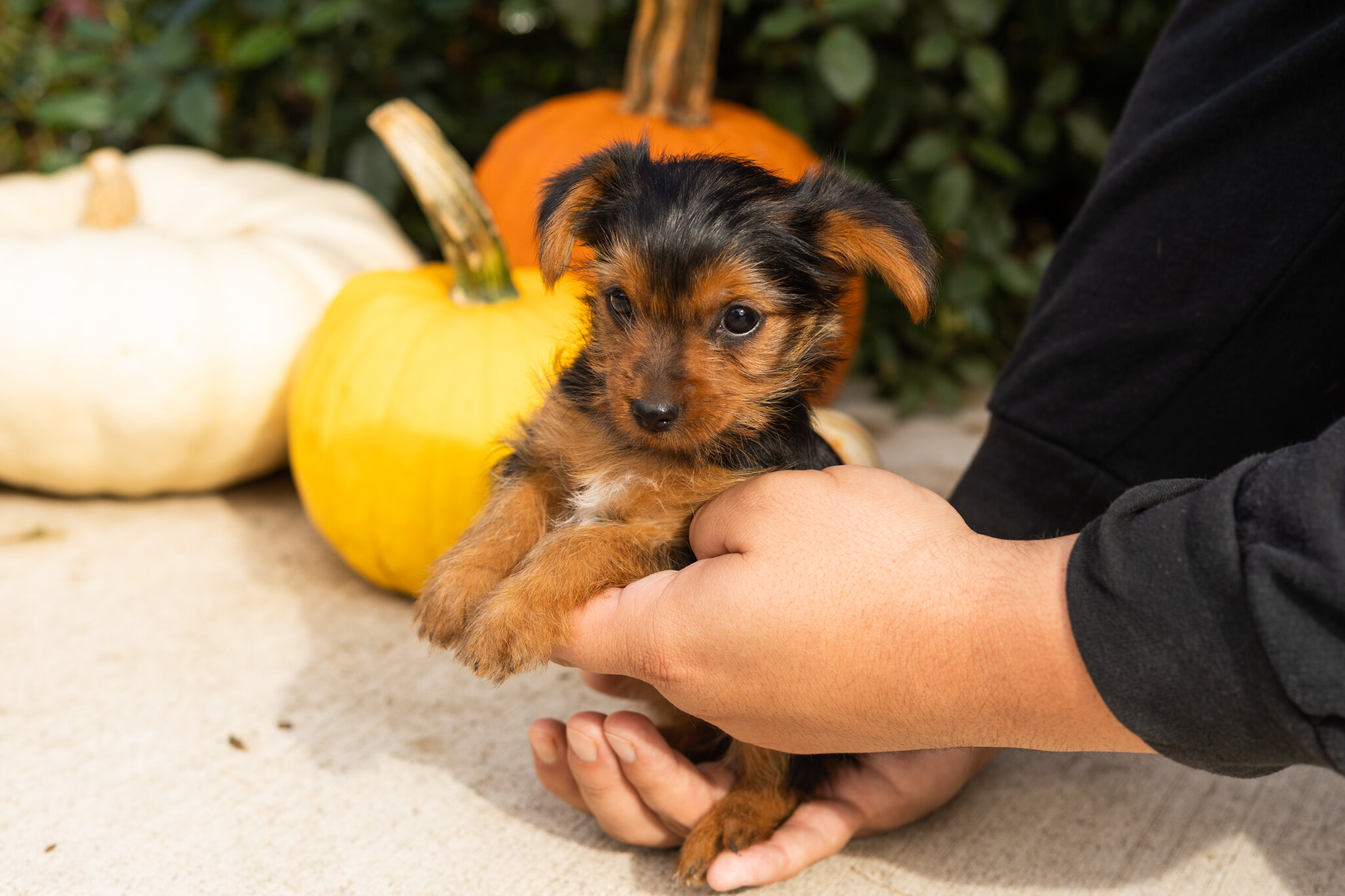 AKC yorkie male puppy in Indiana (Jonni) image 6