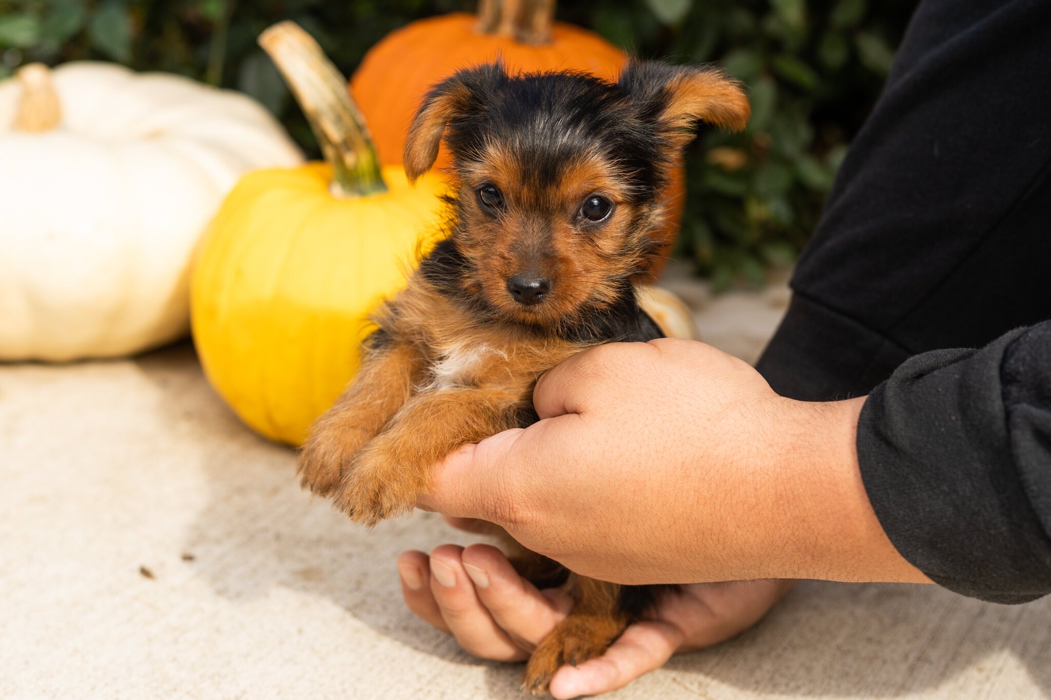 AKC yorkie male puppy in Indiana (Jonni) image 1
