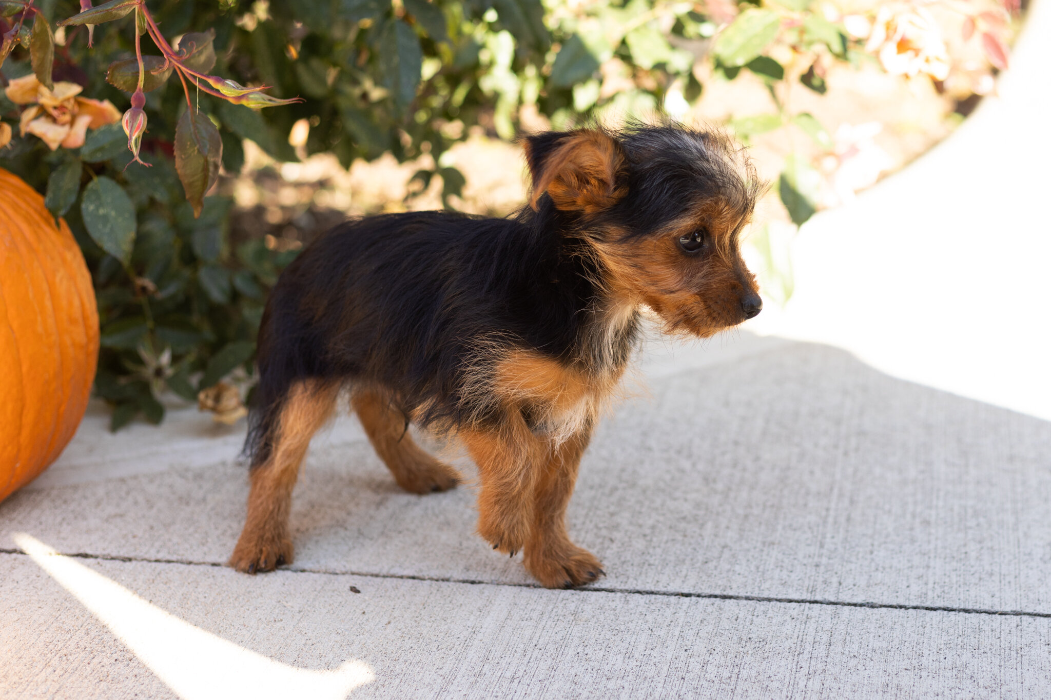 AKC yorkie male puppy in Indiana (Jonni) image 3