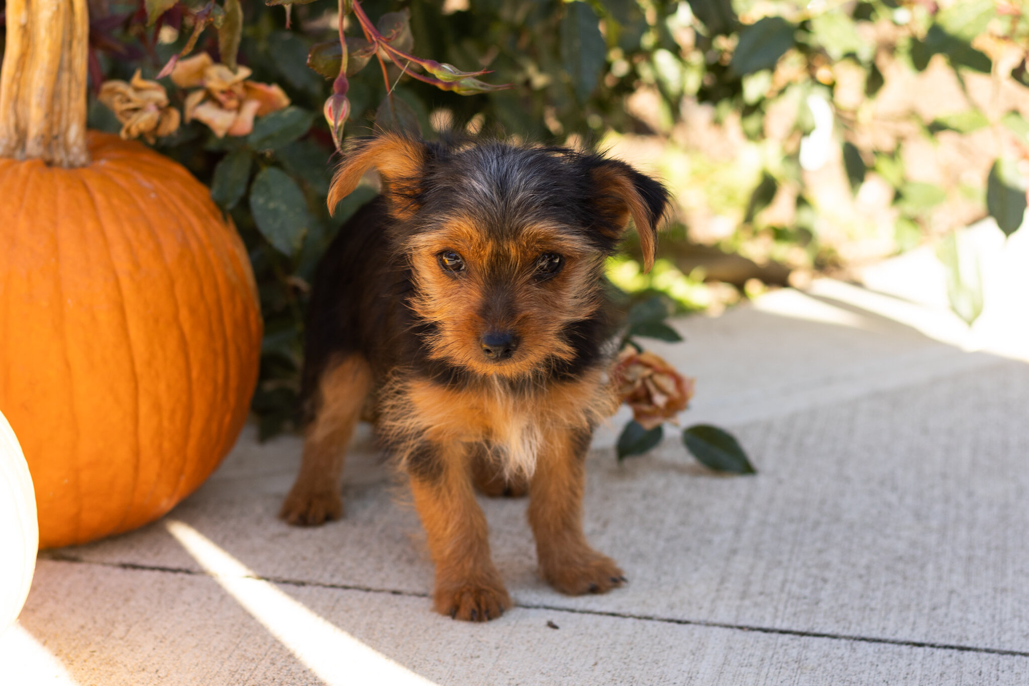 AKC yorkie male puppy in Indiana (Jonni) image 4