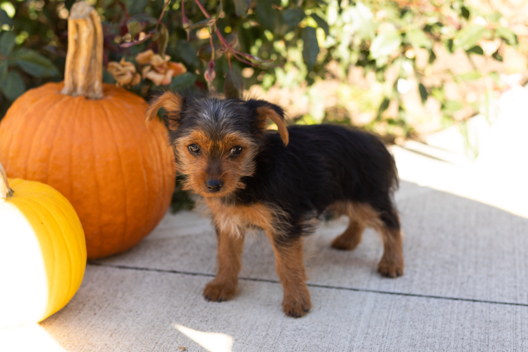 AKC yorkie male puppy in Indiana (Jonni) image 1