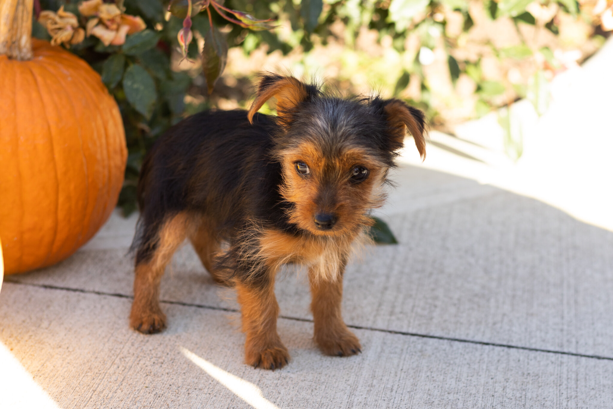 AKC yorkie male puppy in Indiana (Jonni) image 5