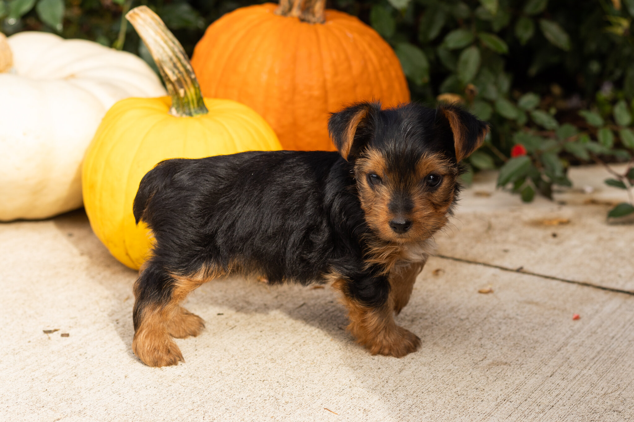 AKC yorkie male pup in Indiana (Tracker) image 1
