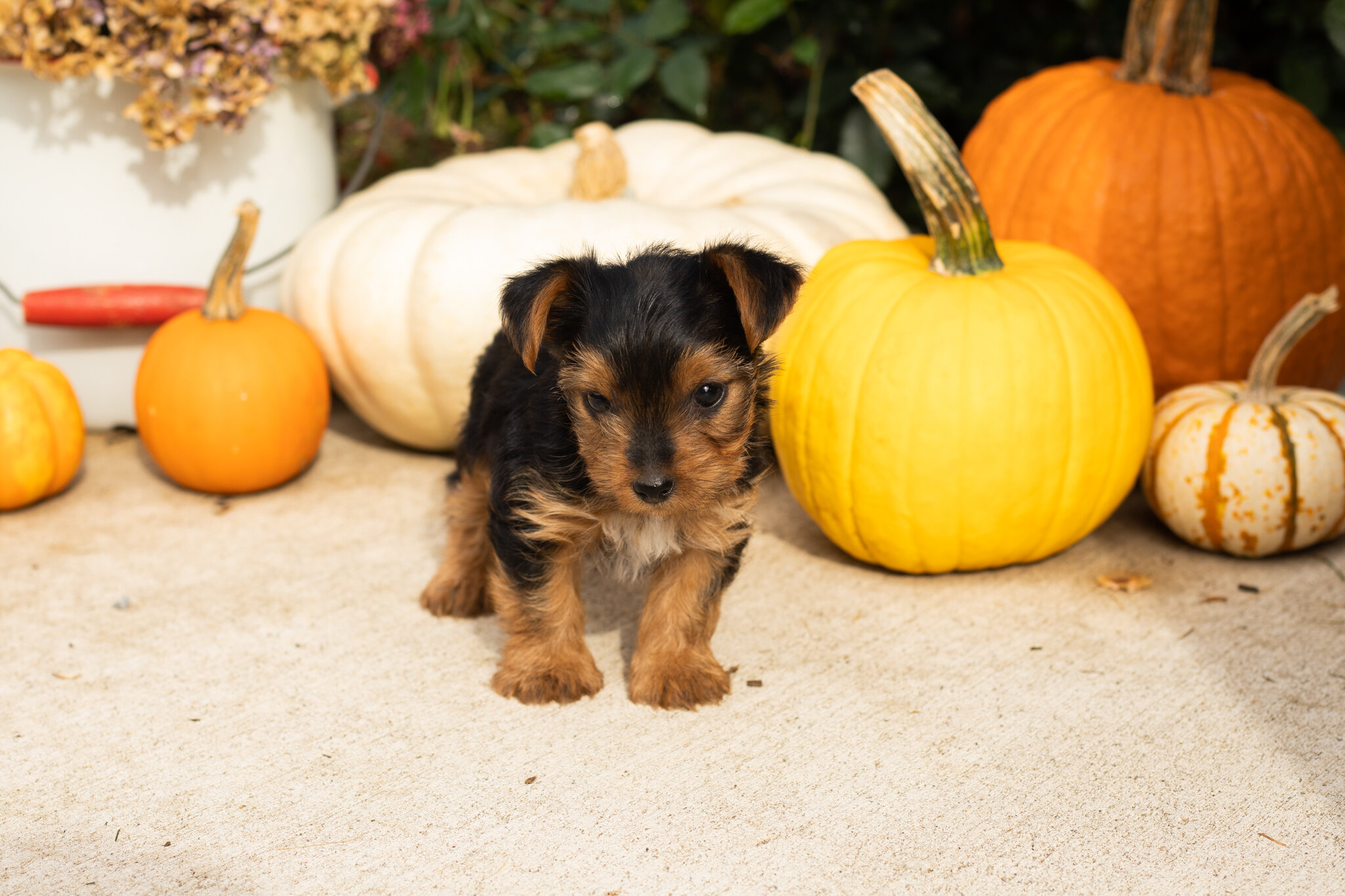 AKC yorkie male pup in Indiana (Tracker) image 2