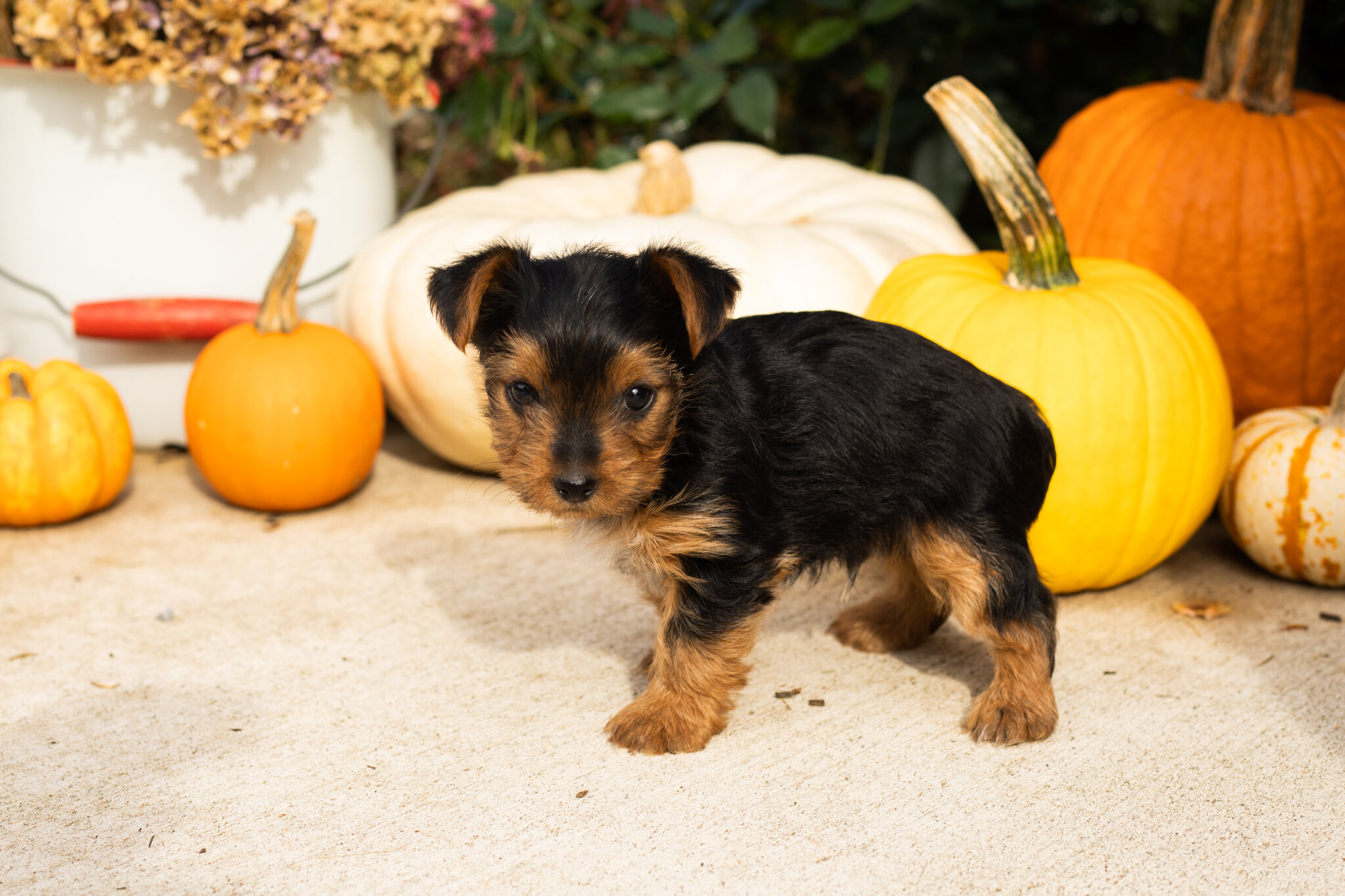 AKC yorkie male pup in Indiana (Tracker) image 3