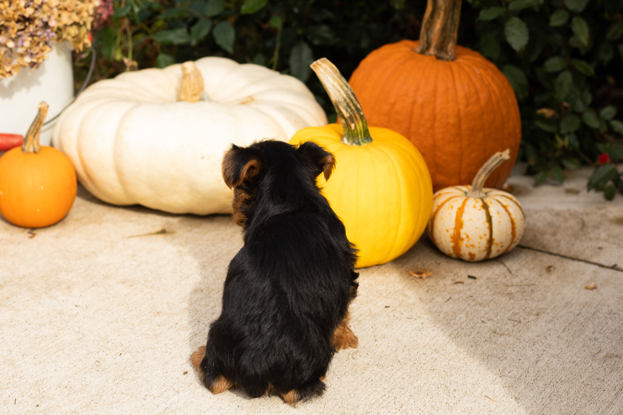 AKC yorkie male pup in Indiana (Tracker) image 4
