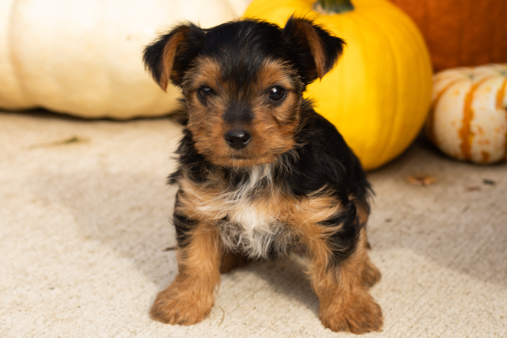 AKC yorkie male pup in Indiana (Tracker) image 5
