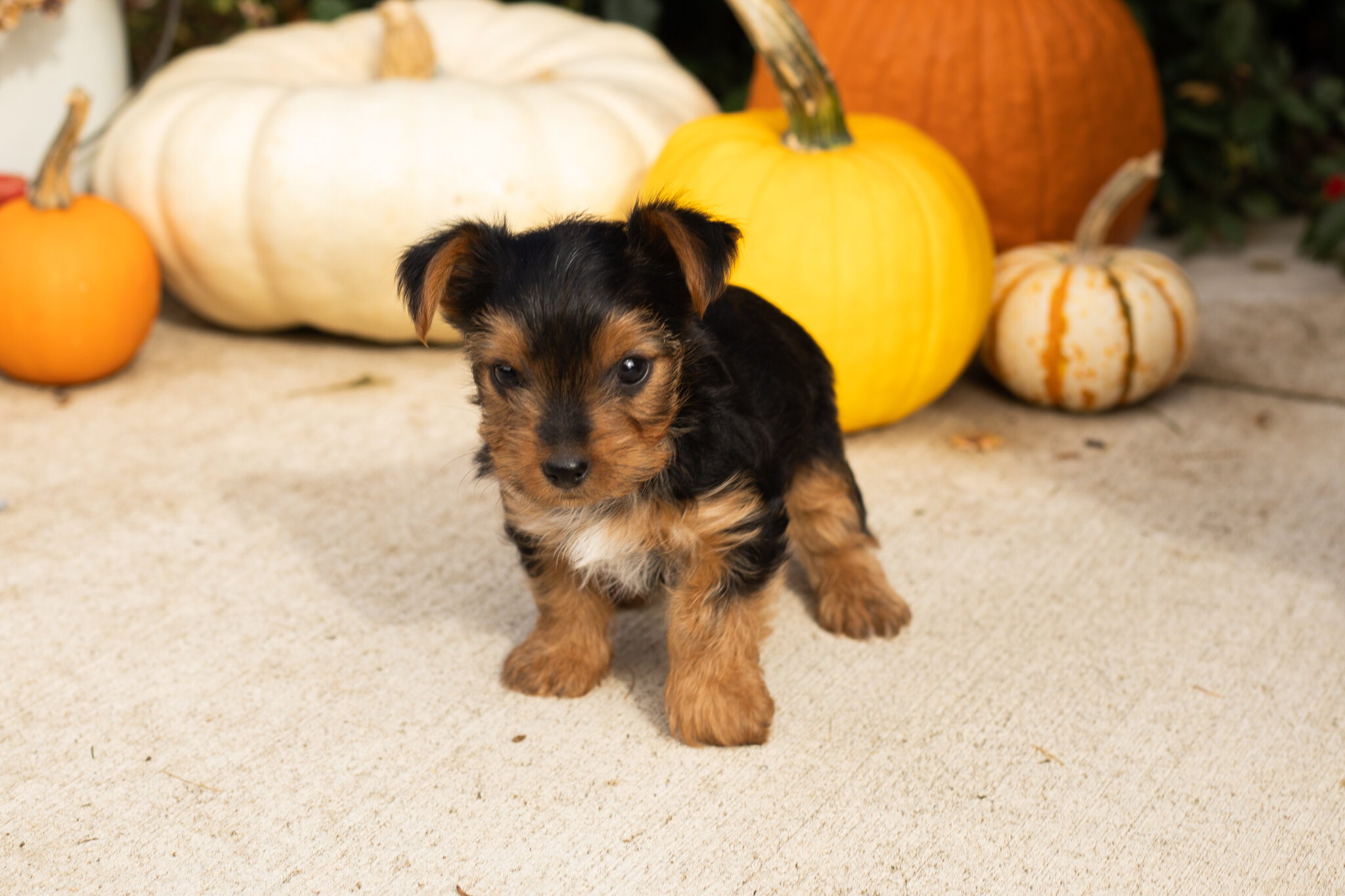 AKC yorkie male pup in Indiana (Tracker) image 6
