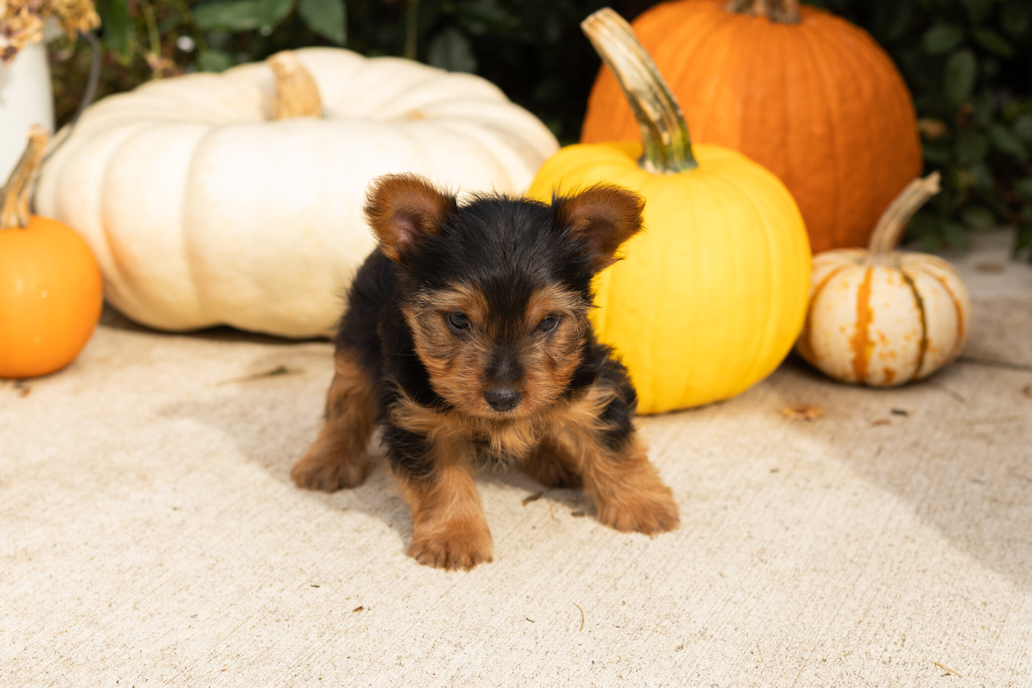 AKC yorkie male puppy in Indiana (Zeddy) image 2