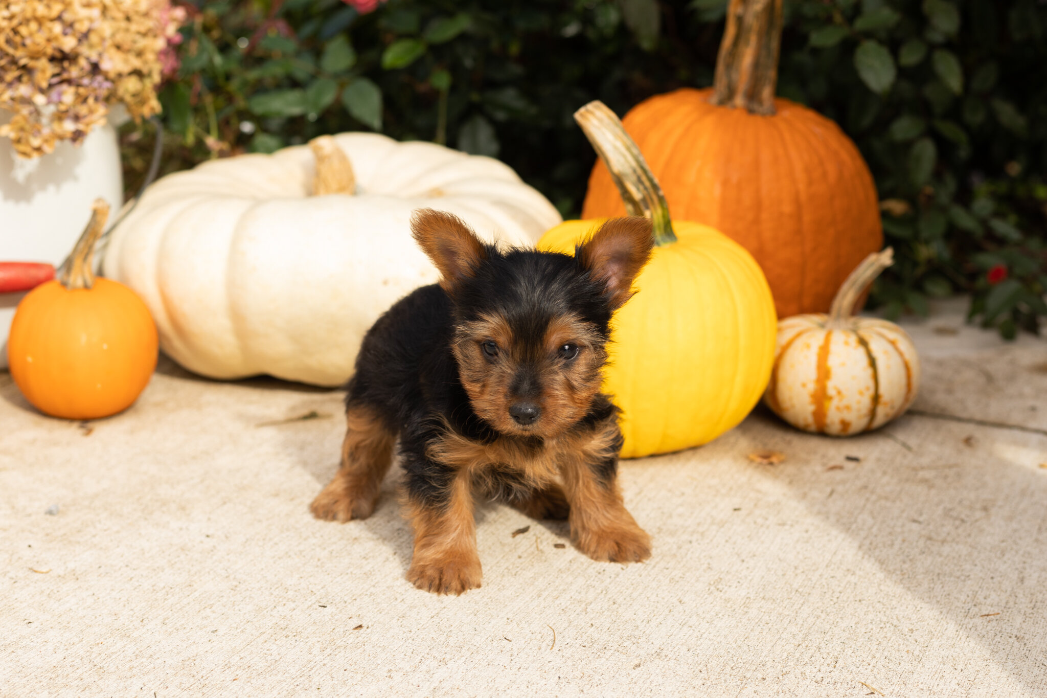 AKC yorkie male puppy in Indiana (Zeddy) image 3
