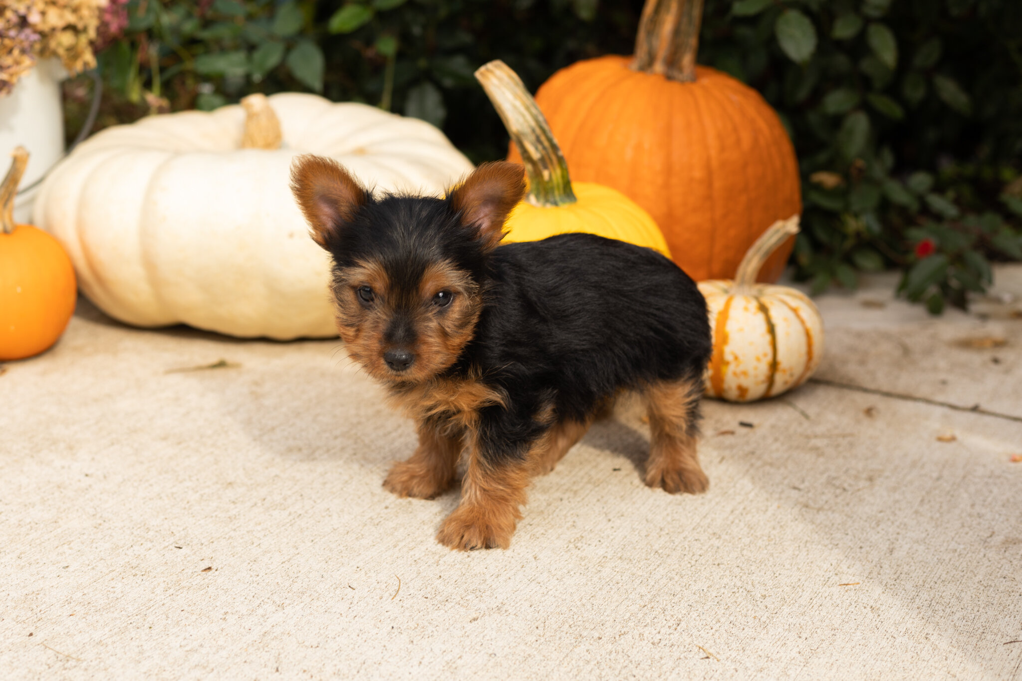 AKC yorkie male puppy in Indiana (Zeddy) image 1