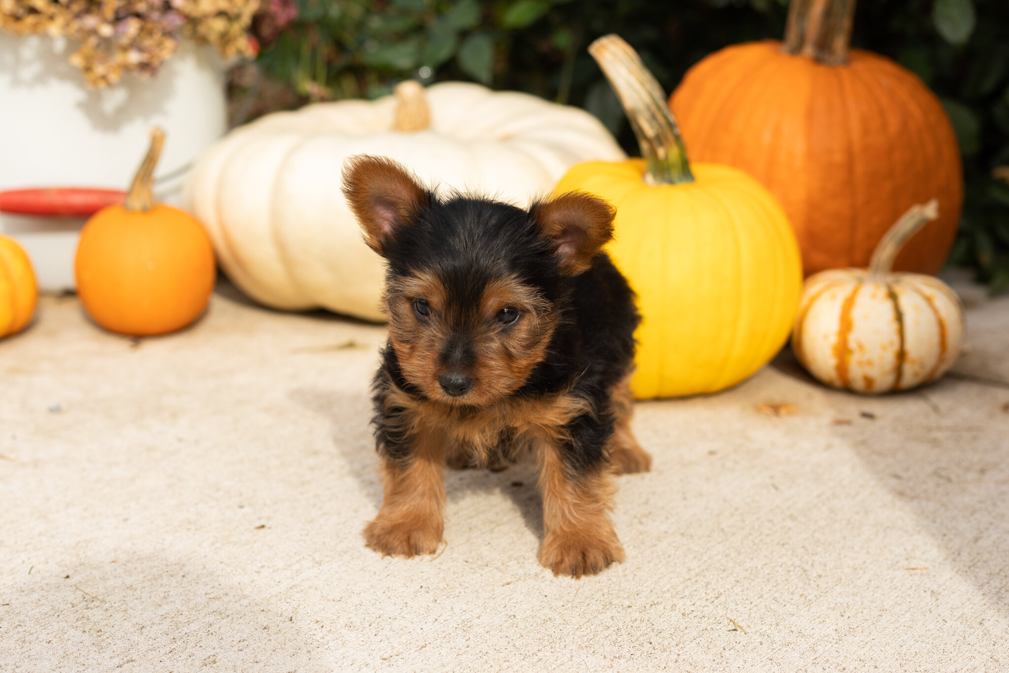 AKC yorkie male puppy in Indiana (Zeddy) image 4