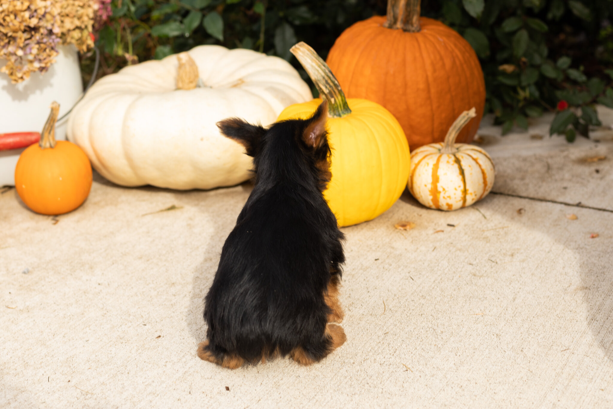 AKC yorkie male puppy in Indiana (Zeddy) image 5