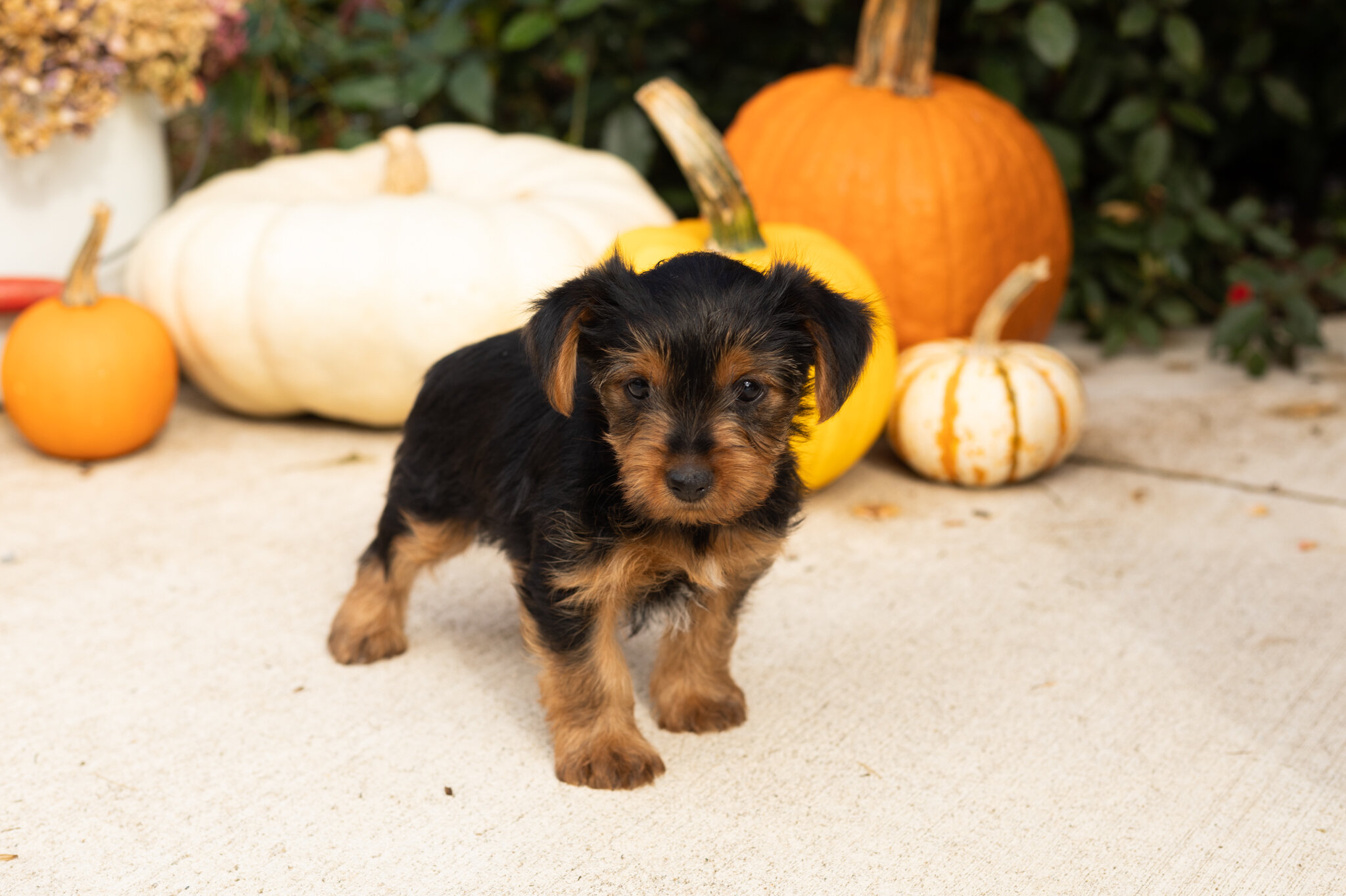 AKC yorkie female pup in Indiana (Raven) image 1