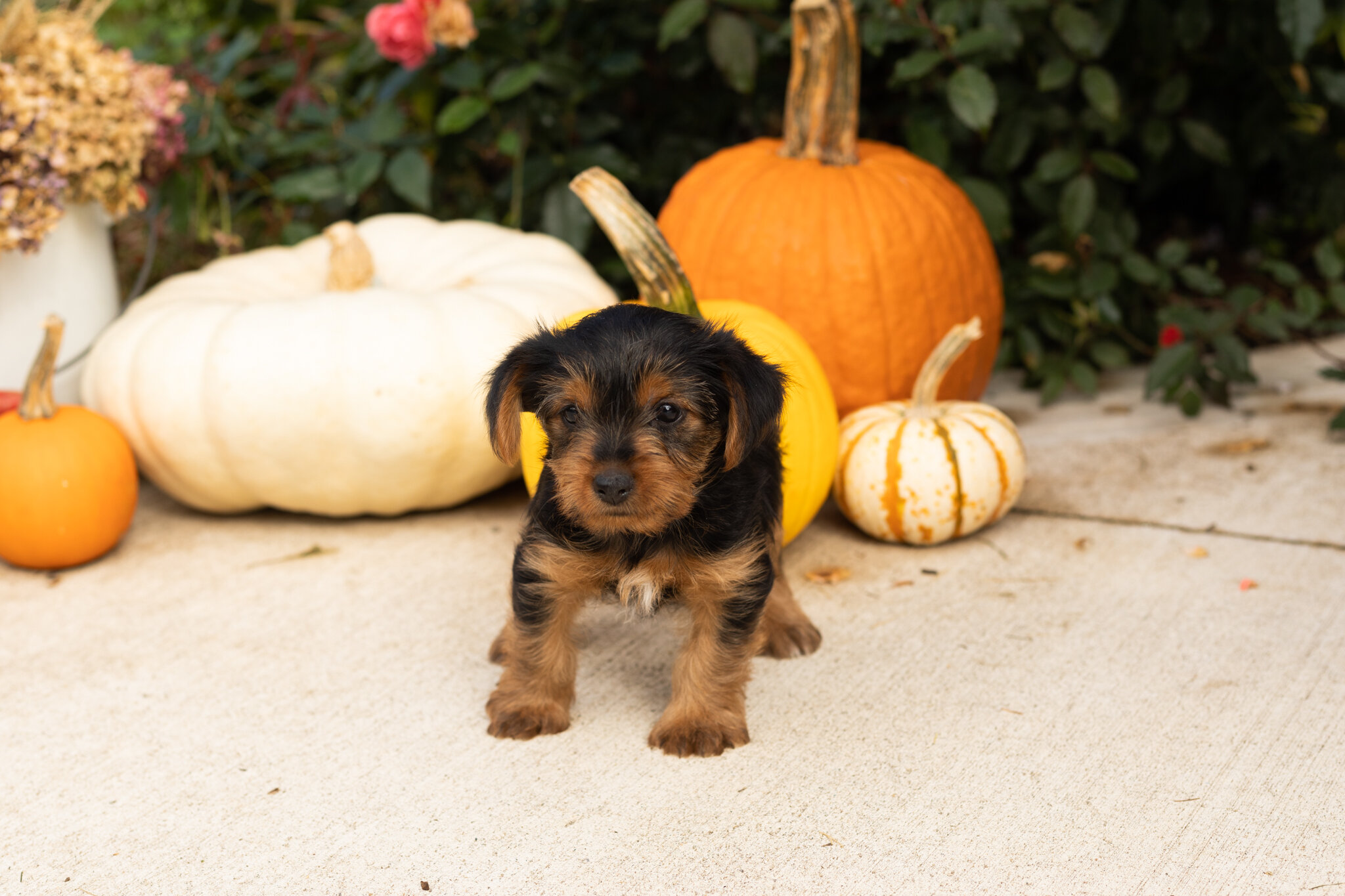 AKC yorkie female pup in Indiana (Raven) image 2