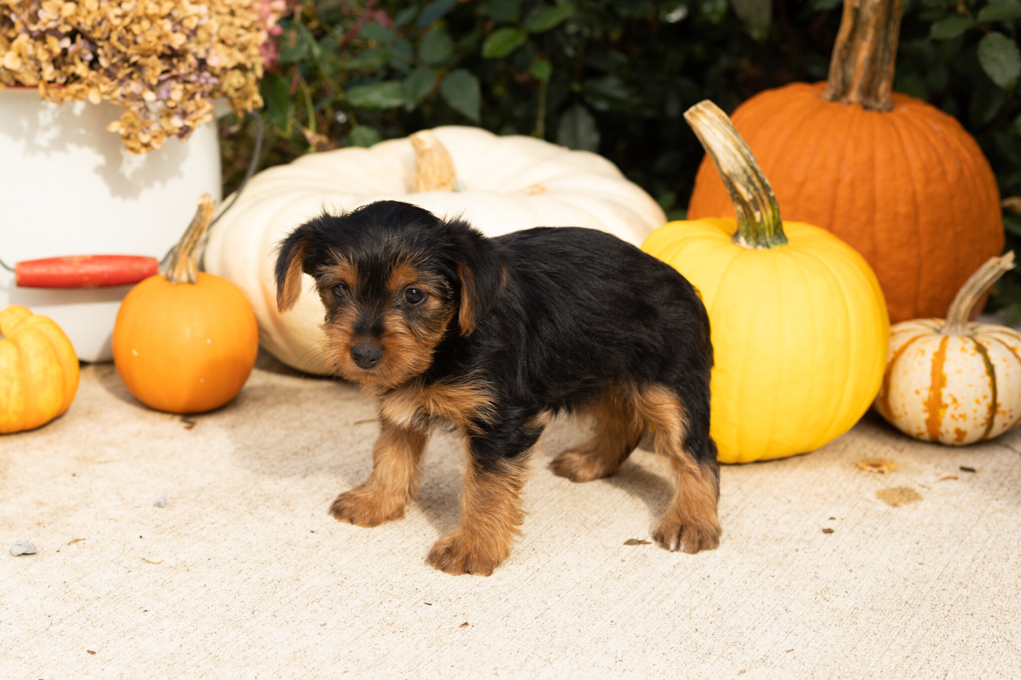AKC yorkie female pup in Indiana (Raven) image 3