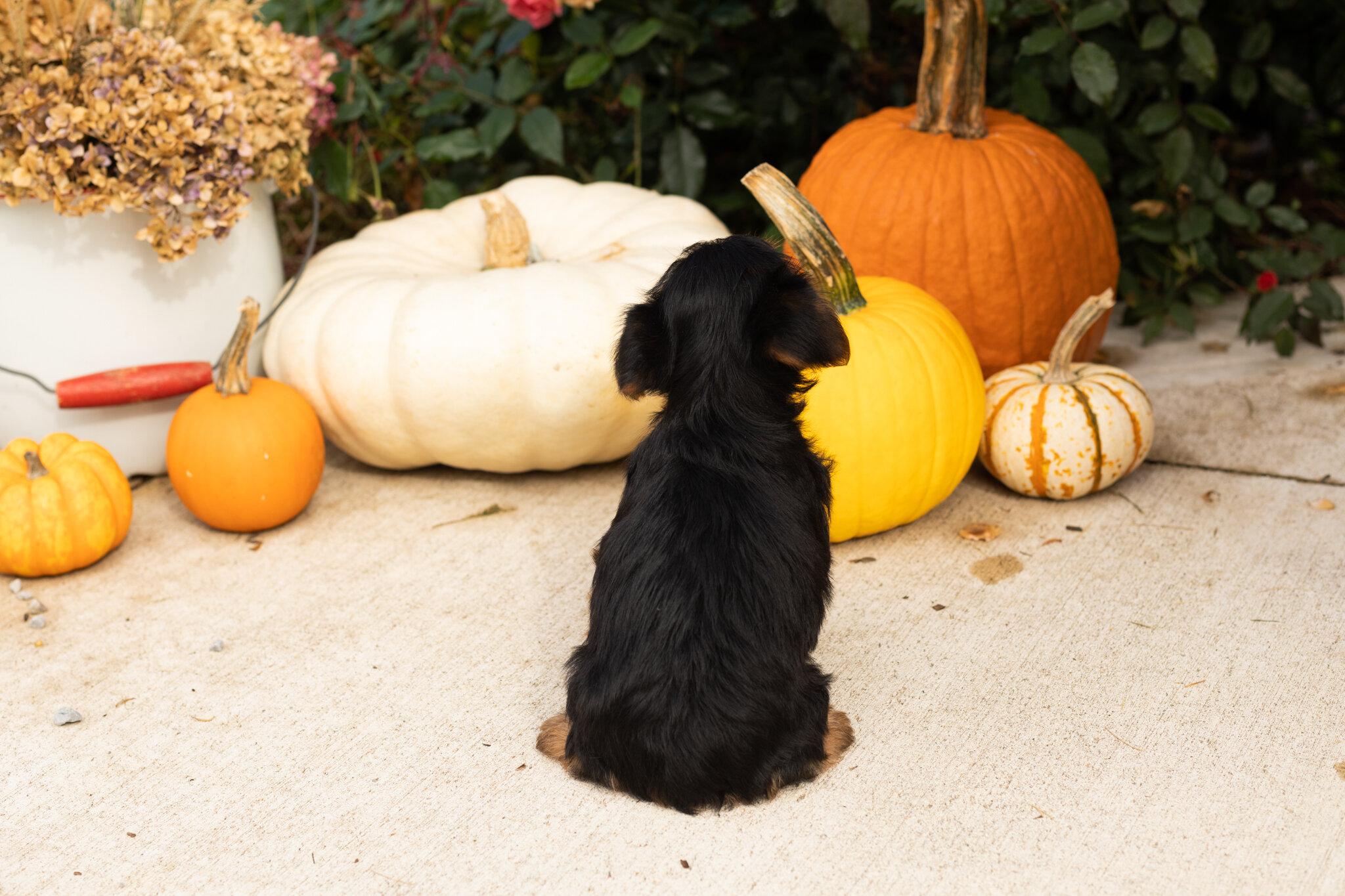 AKC yorkie female pup in Indiana (Raven) image 4