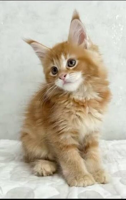Maine Coon Kittens Available image 1